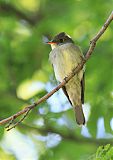 Eastern Wood-Pewee